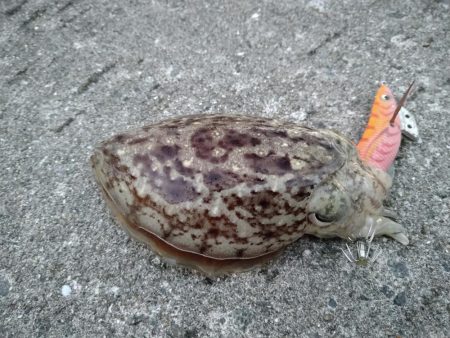 エギ王Kが大活躍